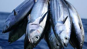 Thumbnail Ikan Cakalang